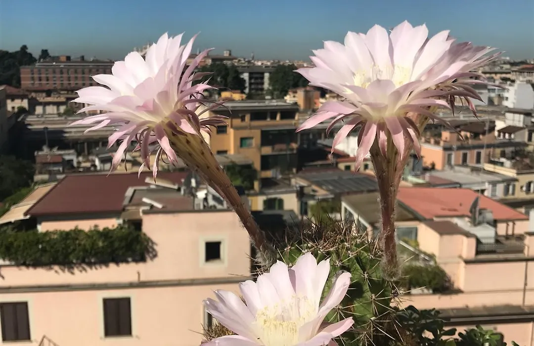 Pousada Romana-1